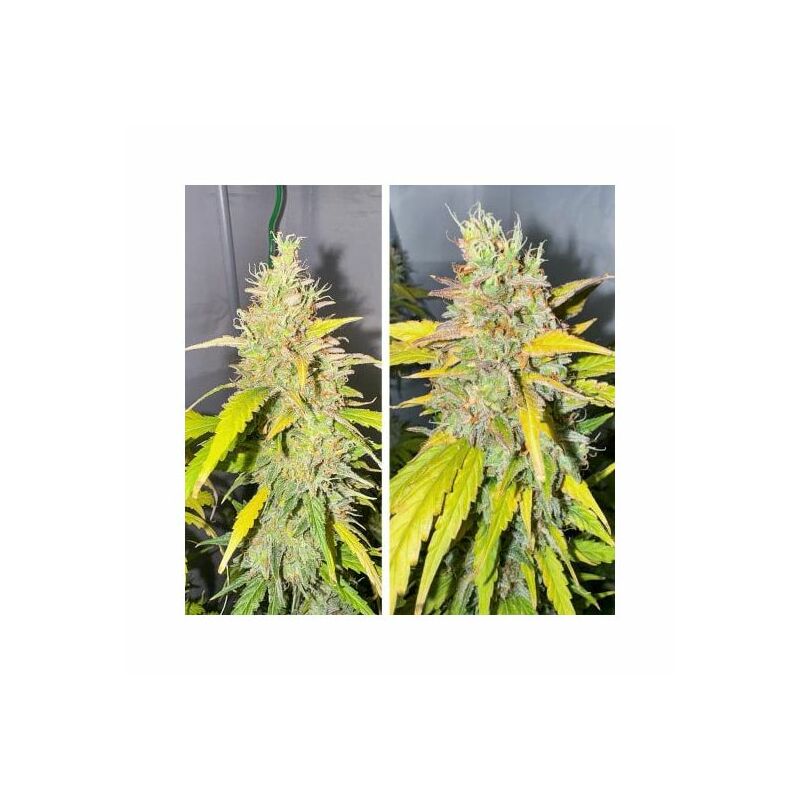 Auto Candy Bubatz XL, Фасовка: 7, изображение 2